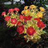 Solar-Powered Chrysanthemum Garden Lights LED Outdoor Decor for Patio Lawn Park Waterproof Energy-Efficient